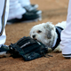 Illustration for article titled The Milwaukee Brewers Adopted Stray Dog Is The Best Dog